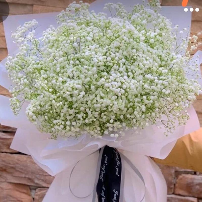 15-Stems-Gypsophila-Bouquet 15-Stems-Gypsophila-Bouquet